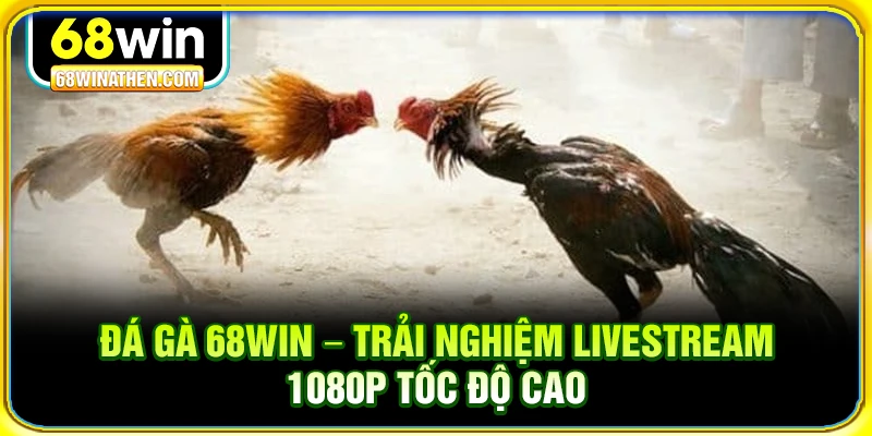 Đá gà 68win