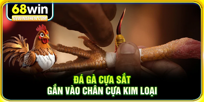 Đá gà cựa sắt gắn vào chân cựa kim loại